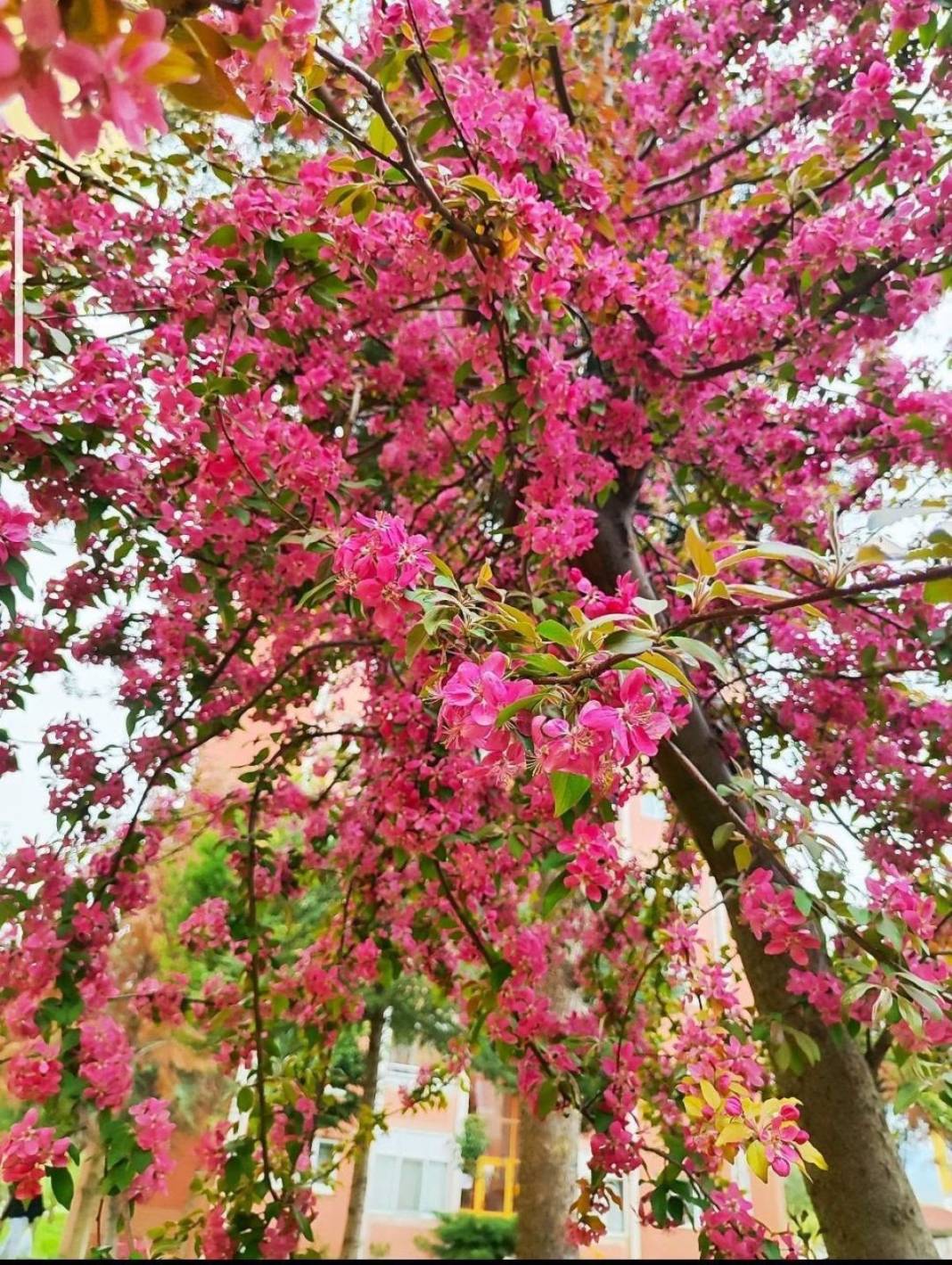 Kartpostal değil gerçek: Gediz bahar güzelliğine büründü 5